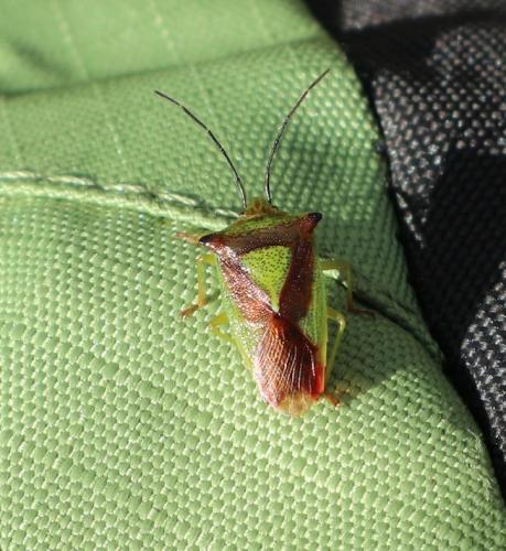 Réf. 179 697 : Acanthosoma haemorrhoidale